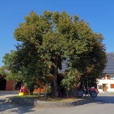 Hohenbodmaner Linde