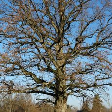 Vėžalaukio ąžuolas