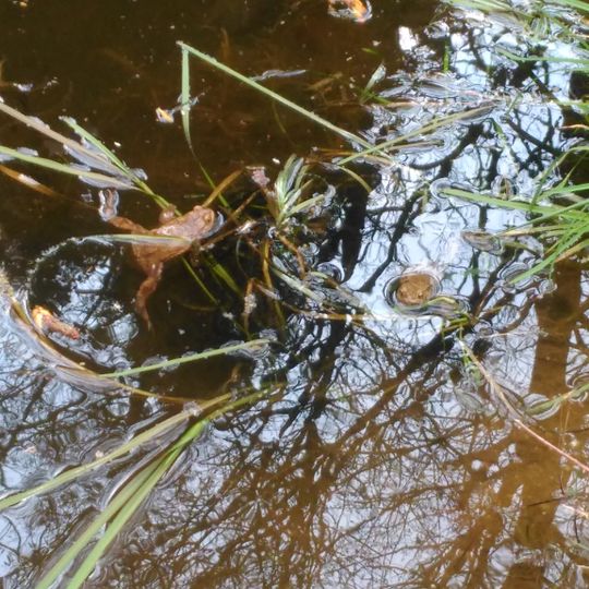In der Striet bei Vöckelsbach