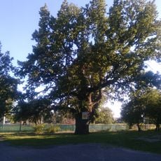Heilivshchyna Oak