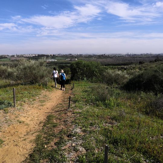 גבעת האירוסים