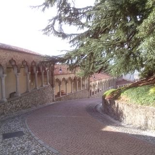 Giardini del Castello di Udine - Cedro dell'Himalaya