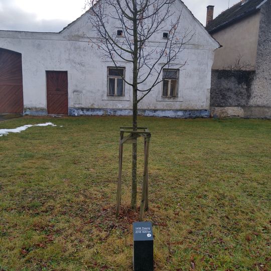 Kámen a strom k 600 letům obce Dasný