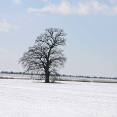 Dub u Horních Bučic