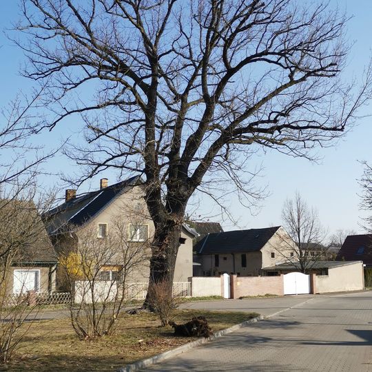 Naturdenkmal Stieleiche