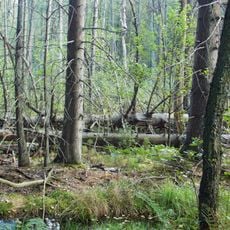 Buchen- und Bruchwälder bei Einsiedelei und Apollmicke