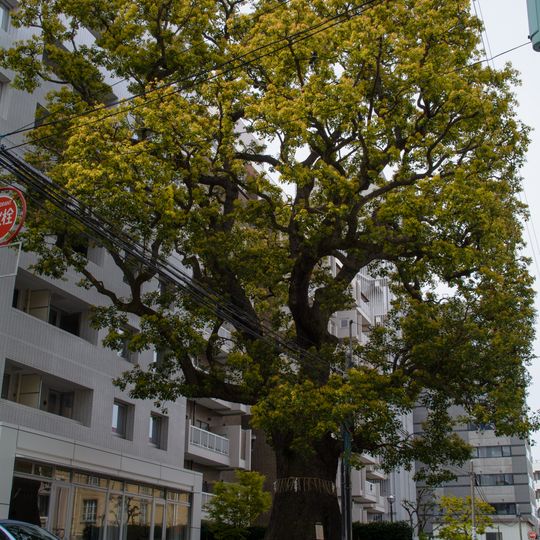 Hongō-yumimachi no Kusu
