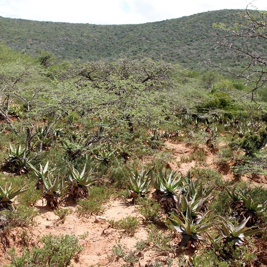 Mhlopeni Nature Reserve