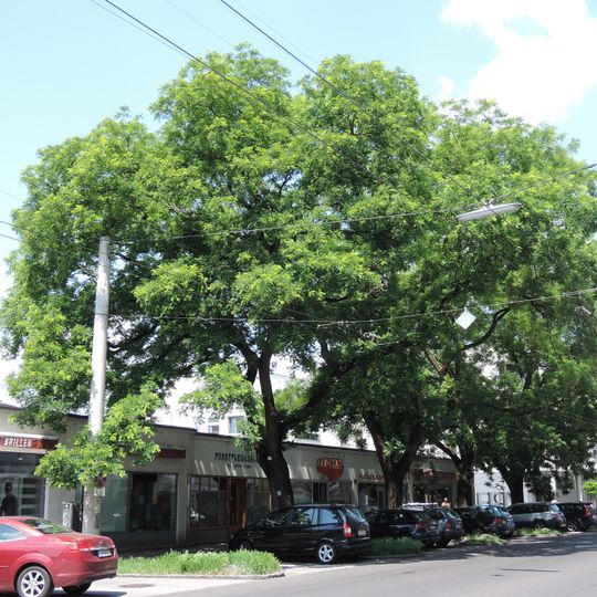 Baumgruppe aus Schnurbäumen in Linz