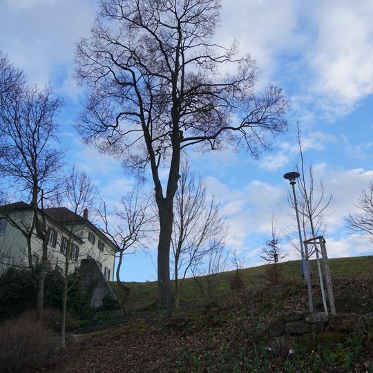 Spitzahorn im Kirchengemeindegarten