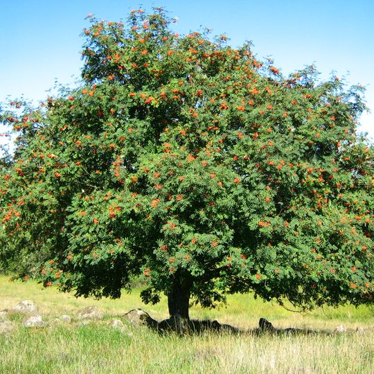 Wallberge und Kreidescholle bei Alt Gatschow