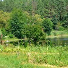 Суразька дача