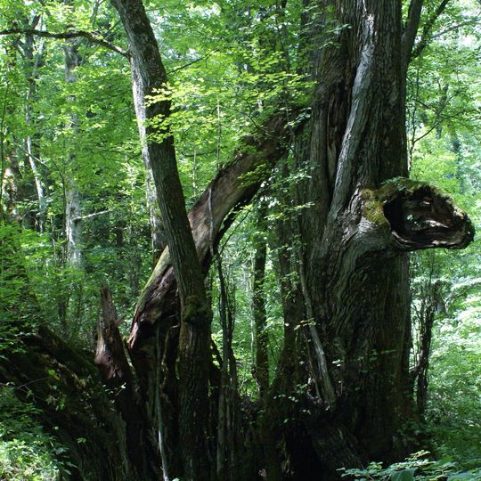 Great Katsura of Wachi