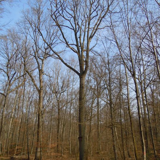 Häußermann-Eiche am Kirnberg