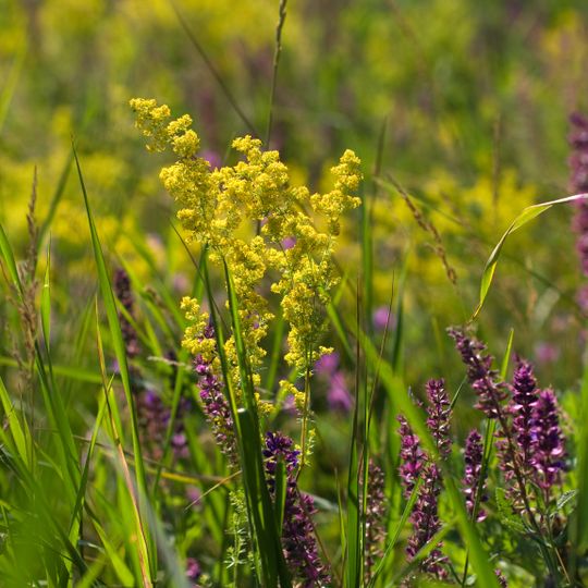 Naddnistrianske Reserve