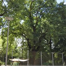 Stieleiche (Quercus robur) in Senftenberg im Garten des Kindergartens Glück-Auf-Straße, nördlich vom Gebäude, bildet mit den Bäumen 0100-5, 0100-7, 0100-8, 0100-9 eine Reihe