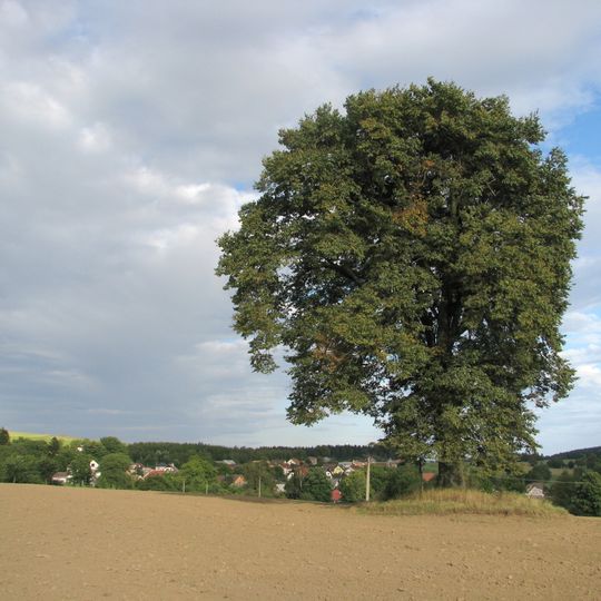 Lípa na Kříbu