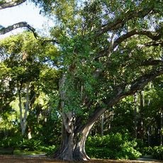 Bodhi Tree
