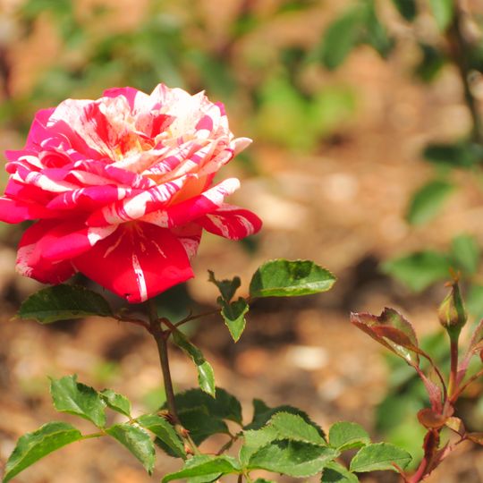 Government Rose Garden