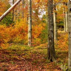 Buky a javory v Gabrielce