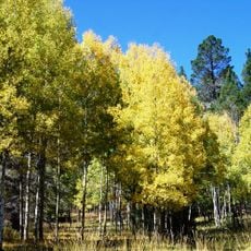 Floresta Nacional Lincoln