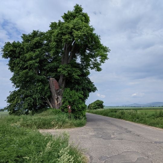 Lípa u Malešova
