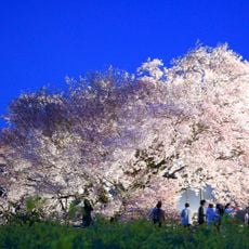 Isshingyō-no-Ōzakura