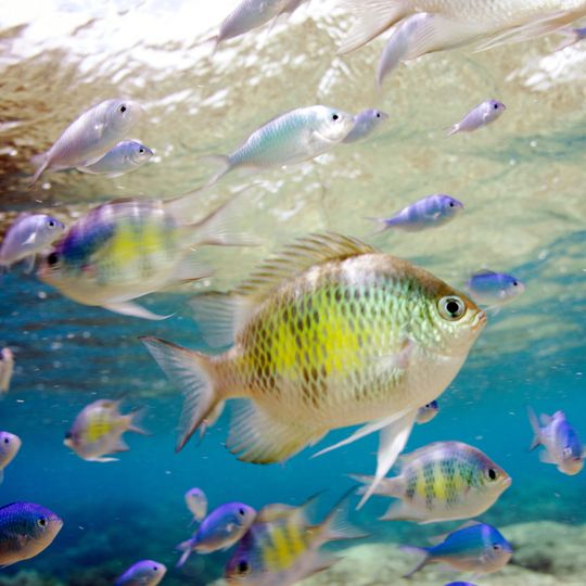 Piti Bomb Holes Marine Preserve