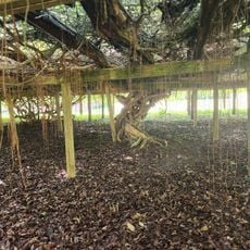 The Mother Vine