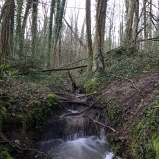 Auenwald am Heutensbach