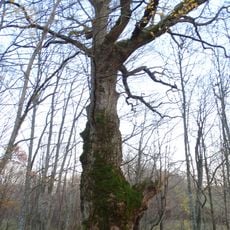 Žvirblaukio ąžuolas