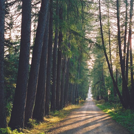 Двурядовая пихтовая аллея