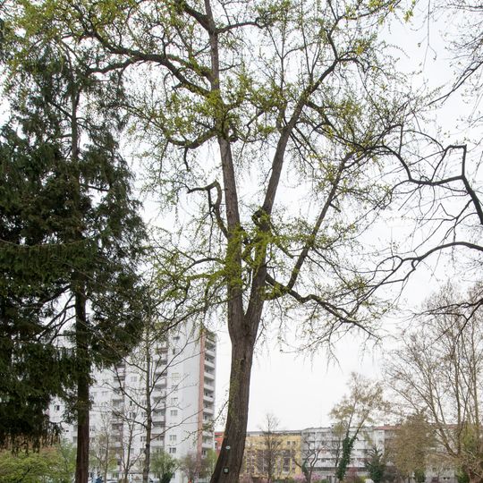 Ginkgobaum von Linz