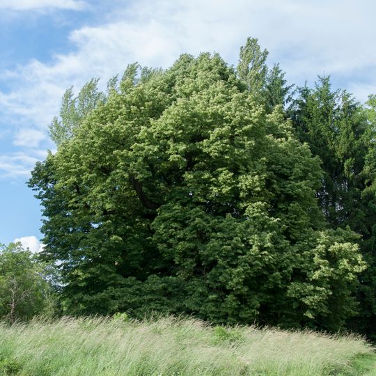 Linde beim Schloss Rufling