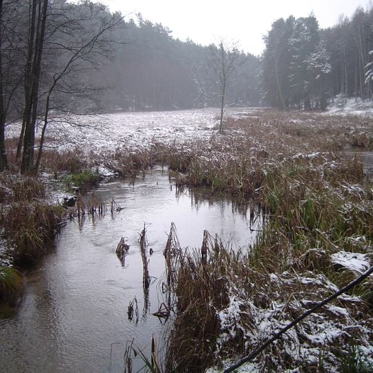 Rezerwat przyrody Bagna nad Stążką