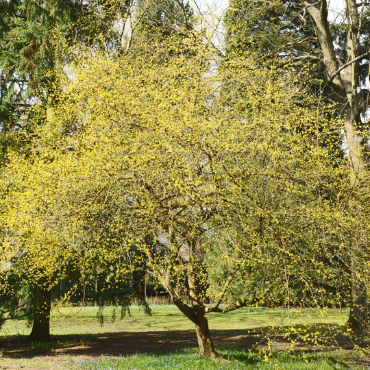 Parc Tony Neuman Luxembourg