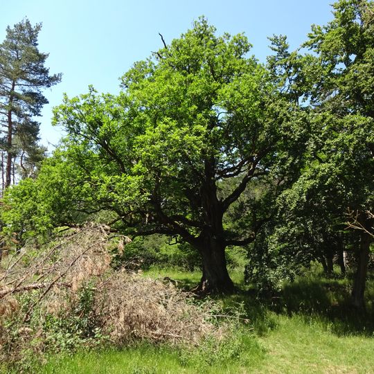 Flachmoor Hengstwiese