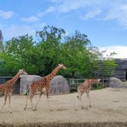 Was tun in Paris mit der Familie: Freizeitparks, BildungsMuseen und Aktivitäten für Kinder