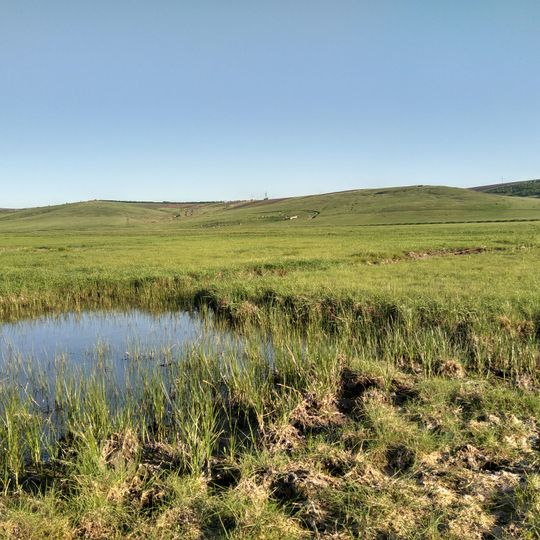 Halophyte meadow near Bănești
