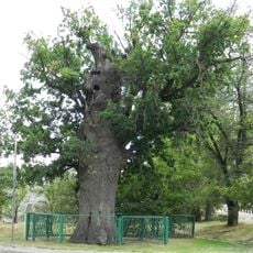Astrakhan Oak