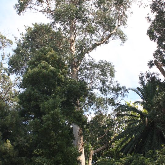 Árvore isolada em Casa de Esteiró