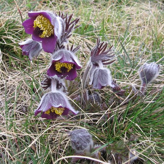 Holý vrch u Hlinné