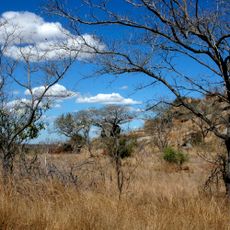 Zambezian and mopane woodlands