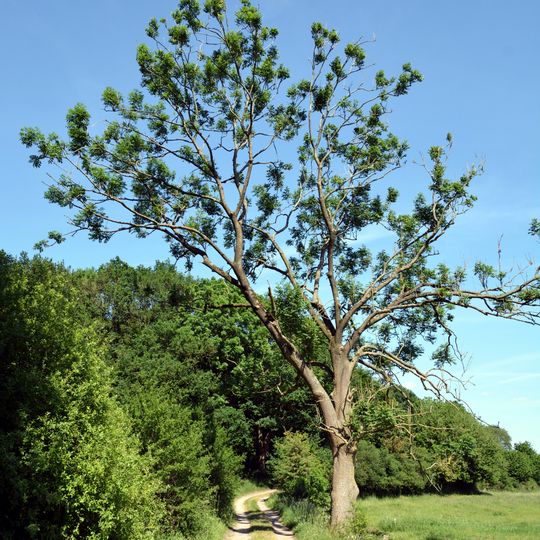 Klev von St. Michaelisdonn bis Burg