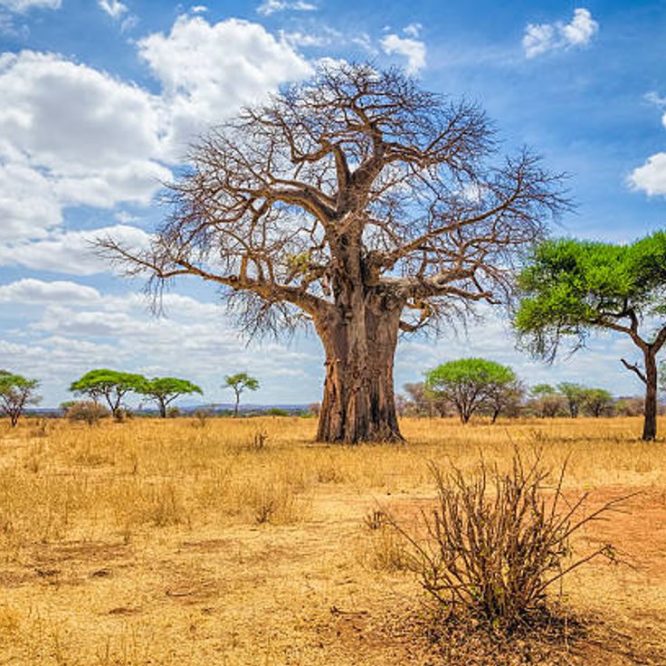 Tarangire nationalpark