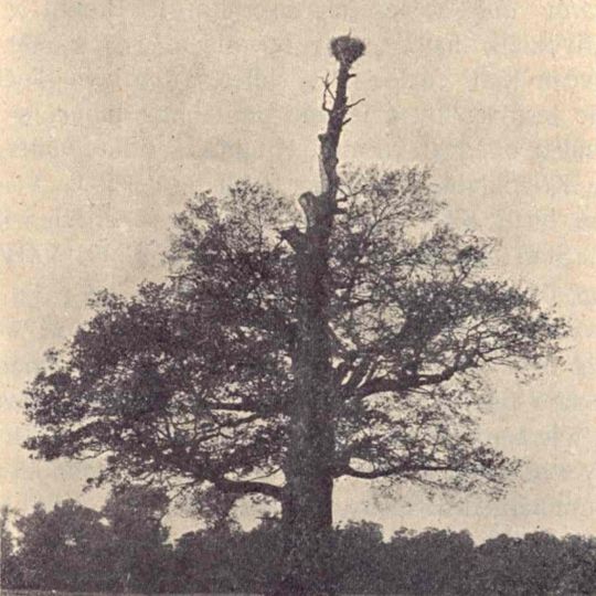 Břeclavský červenolistý buk