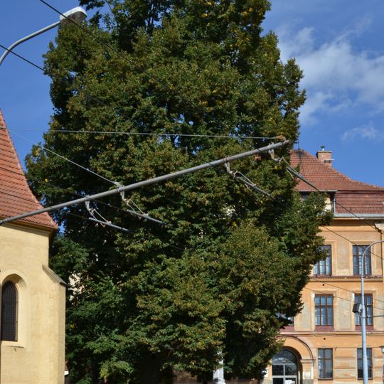 Lípa u kostela sv. Vavřince