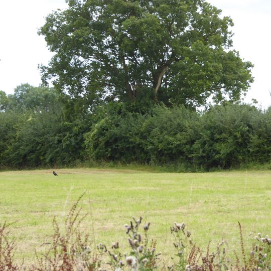 Moat Farm Meadows