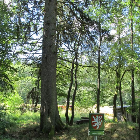 Broumovský smrk