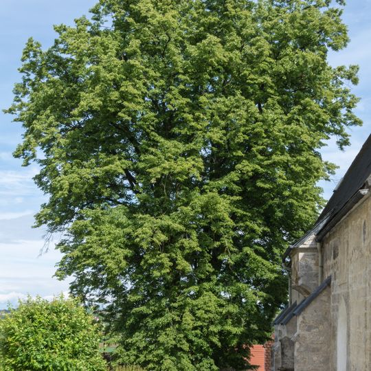 Kirchenlinde in Kematen